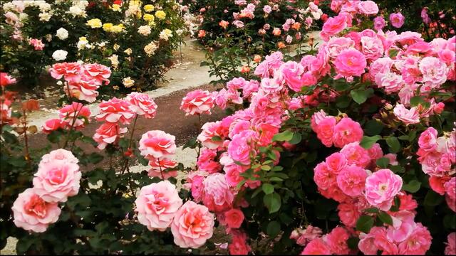 Верка Сердючка - Я РОЖДЕНА ДЛЯ ЛЮБВИ