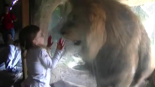 Малко момиче срещу лъв!