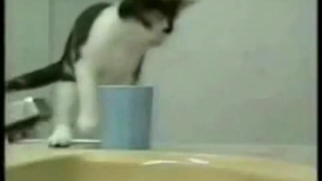 funny_cats_youtube