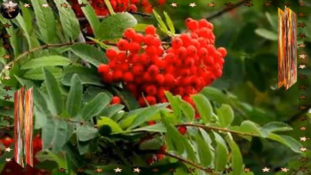 Рябина ягода хмельная!