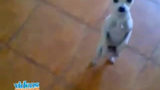 Куче танцува на Danza Kuduro - луд смях