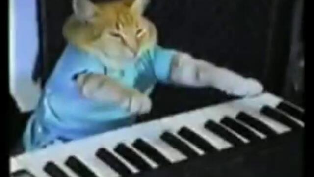 Котка свири на пияно Това Трябва Да Се Види