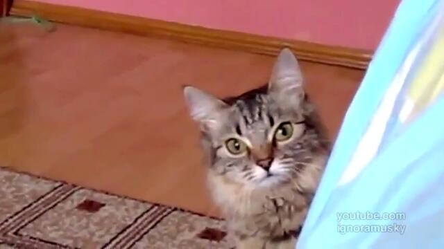 Котка гледа лошо