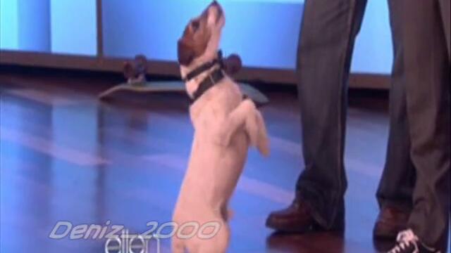 Даровито куче