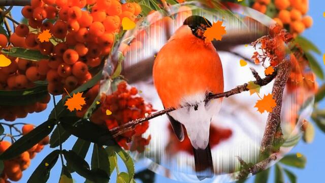 АХ, КАКАЯ ПЕСНЯ ! ПЛАКАЛА РЯБИНА ! АНАТОЛИЙ КАШКА !