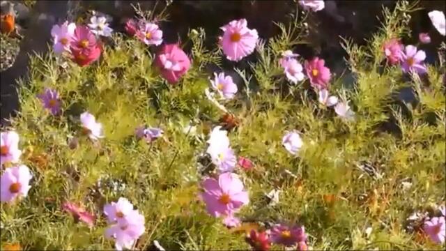 Павел Соколов  -  СКОРО ОСЕНЬ, ГОСПОДА !