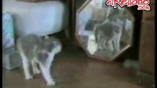 Сладурски котета