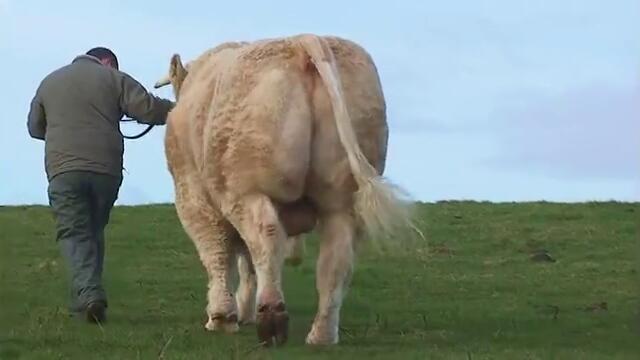 Charolais Bull - Cresus - at Sligo AI - www.sligoai_com -