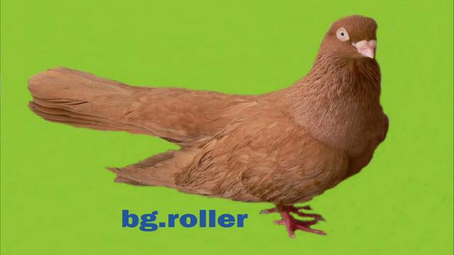 Pigeons BG.roller-Ela Rose - Lovely Words