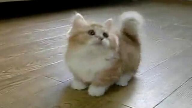 Mnogo sladko Kotetse