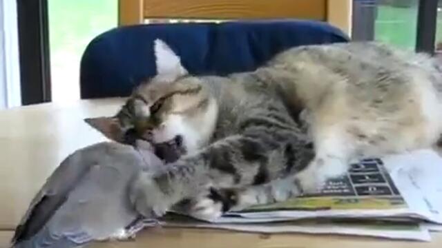 Гугутка се бъзика с Коте... :DD