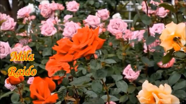 ХОЧЕТСЯ ЦВЕТЫ ДАРИТЬ!