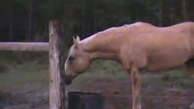 Луда крава (смях)