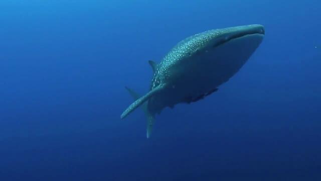 Красотата на Китовите Акули !