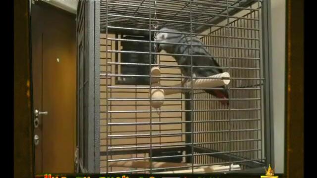 Папагал имитира Жоро Бекъма - Голям Смях !