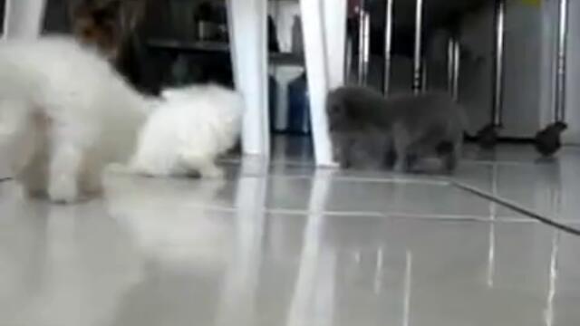 Куче и малки котенца