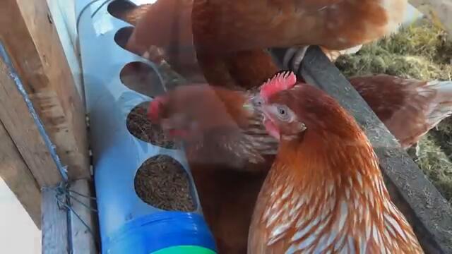 Вижте тези кокошчици колко сладко си кълват (видео)
