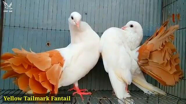Вижте топ 10 най-красиви гълъби на Земята! Top 10 Most Beautiful Fantail Pigeonk