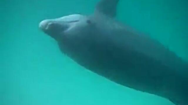 ДЕЛФИНИТЕ -  И ДЕЛФИНИТЕ ГОВОРЯТ