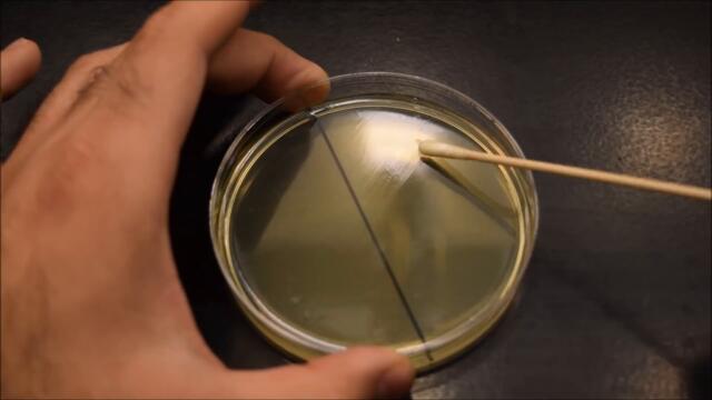 Демонстрация на UV лъчите при убиване на вируси и микроби - UV effects on bacteria time-lapse