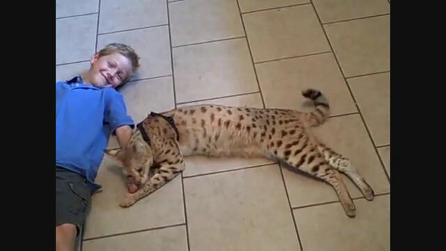 Ашара е най-скъпата котка в света - Хибрид с леопард