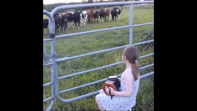 Момиченцето свири а кравите тичат за да я чуят! Вижте как животните обичат музиката!  (видео)