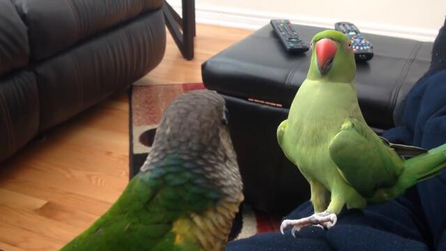 Кой е по-зеленият! Папагали си играят (ВИДЕО)