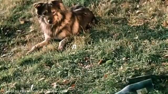 Виктор Королёв - Как березка дрожала