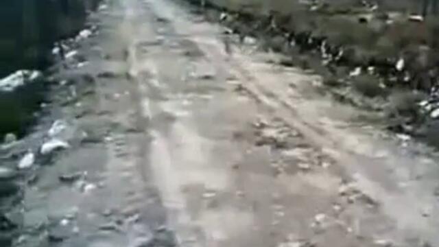 Куче полицай гони заек бандит