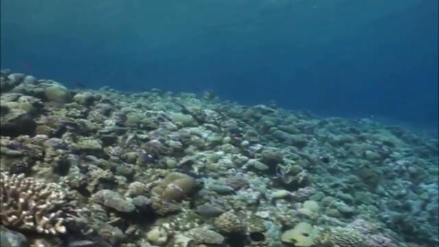 АЛЕКСЕЙ КОРОТИН - БИРЮЗА