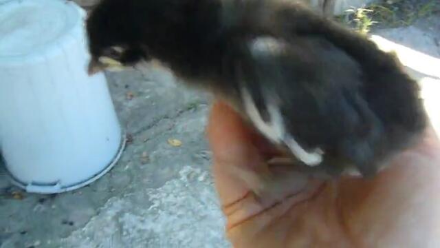 Моето сладко пиленце лети - Това е Пипчо -Мил като бебе 2013 г- Videoclip.bg