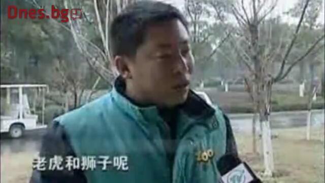 Любопитно  !   - Тигролъв