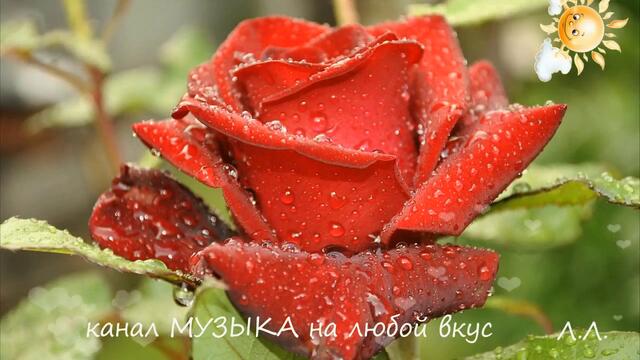 Доброе утро! Чудесного дня! Эти розы тебе от меня!...