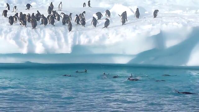 Виждали ли сте Пингвини скачачи - Невероятно за животните