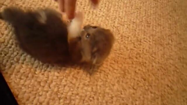 Scottish Fold munchkin