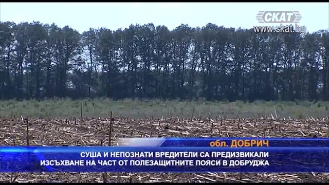 Суша и непознати вредители са предизвикали изсъхване