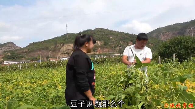 【陕北霞姐】秋季大丰收，霞姐教你两种毛豆吃法，拌米饭下面条，小时候的味道猛香了！