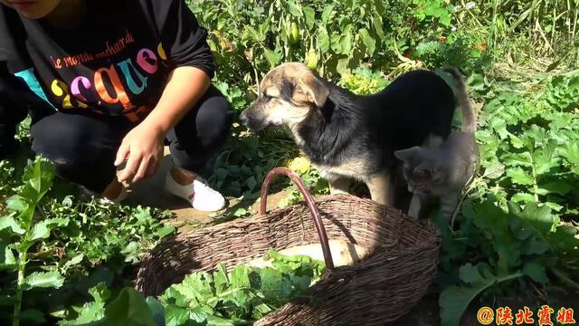 【陕北霞姐】陕北家常“酸辣萝卜干”，泡一晚上就能吃，下饭拌面都过瘾！