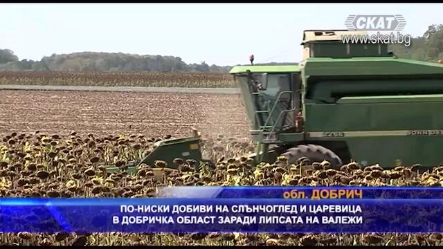 По-ниски добиви на слънчоглед и царевица