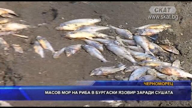 Масов мор на риба в бургаски язовир