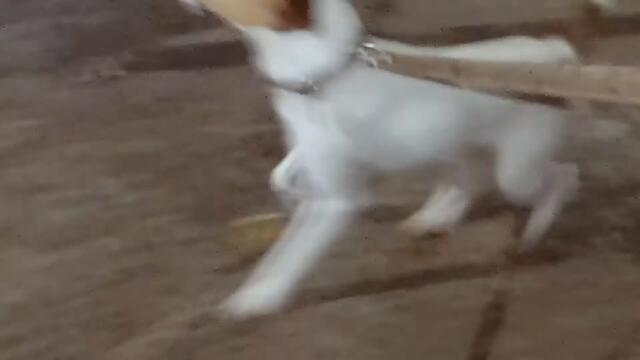 ТАХОМА - ЛУКСЪТ ДА ЧАКАШ