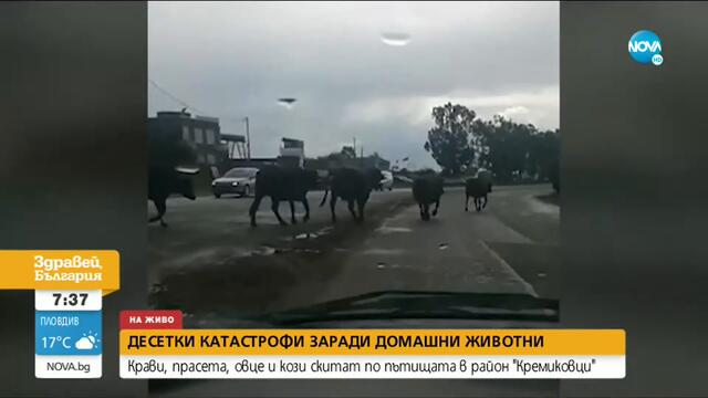 Серия от катастрофи заради крави и овце на път в „Кремиковци” - Здравей, България (25.09.2020)