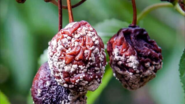 Ябълките гният на дървото. Колоидна сяра.