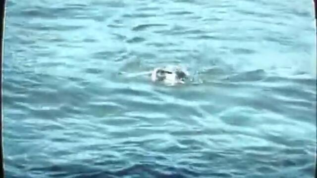 Swim for your life out of the GDR!