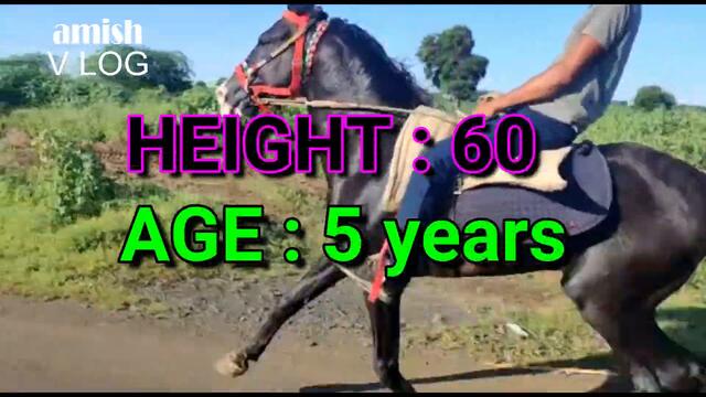 मारवाड़ी घोडा बेचने का हे મારવાડી ઘોડો વેચવાનો  છે  MARWADI HORSE 7030233533