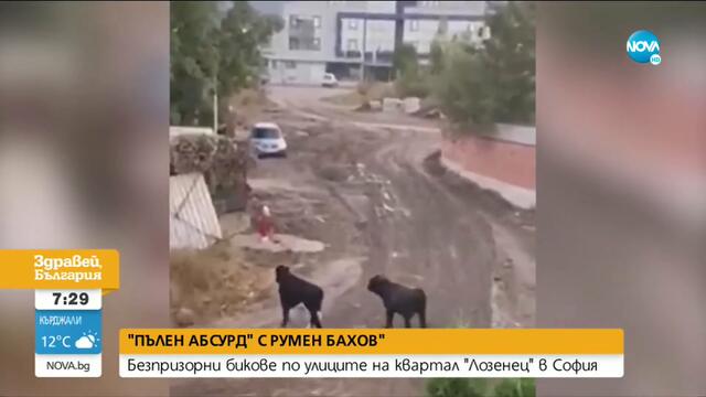 Безпризорни бикове гонят хора и чупят коли в столичния квартал "Лозенец"