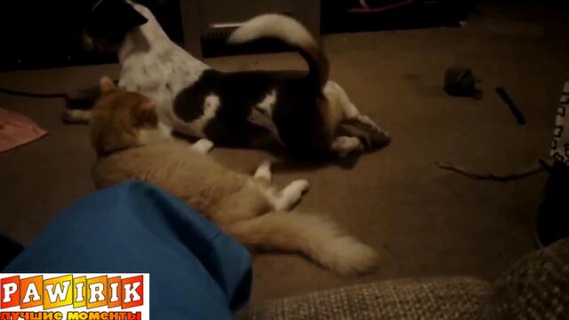 Забавные животные. Уморительное видео!