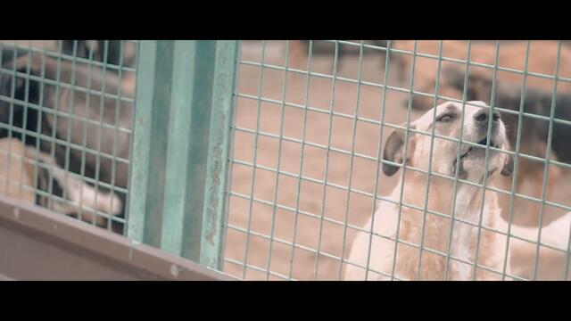 Илья Глазунов - "Четвероногий друг" (2020)