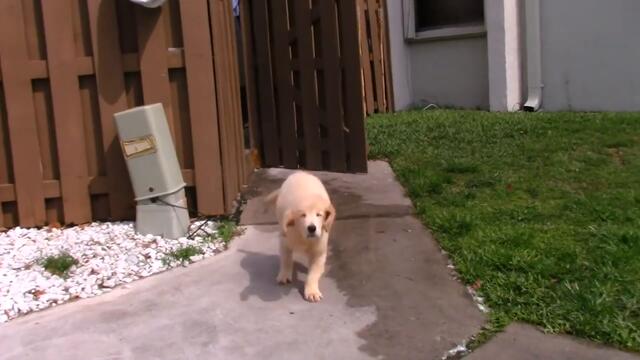 15 Köpek Irkı Ve Tarihleri (Arez)