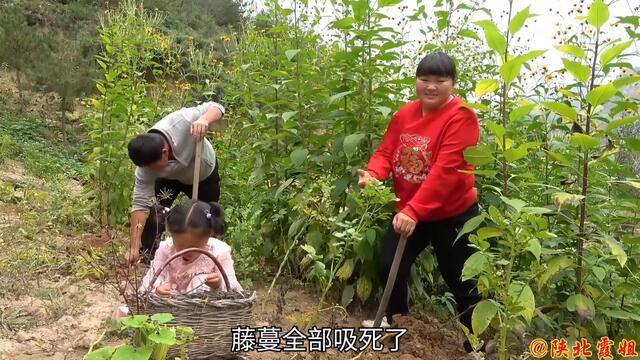 【陕北霞姐】地里挖洋芋，霞姐做“洋芋炖牛肉”，软绵入味有嚼劲，猛香了！